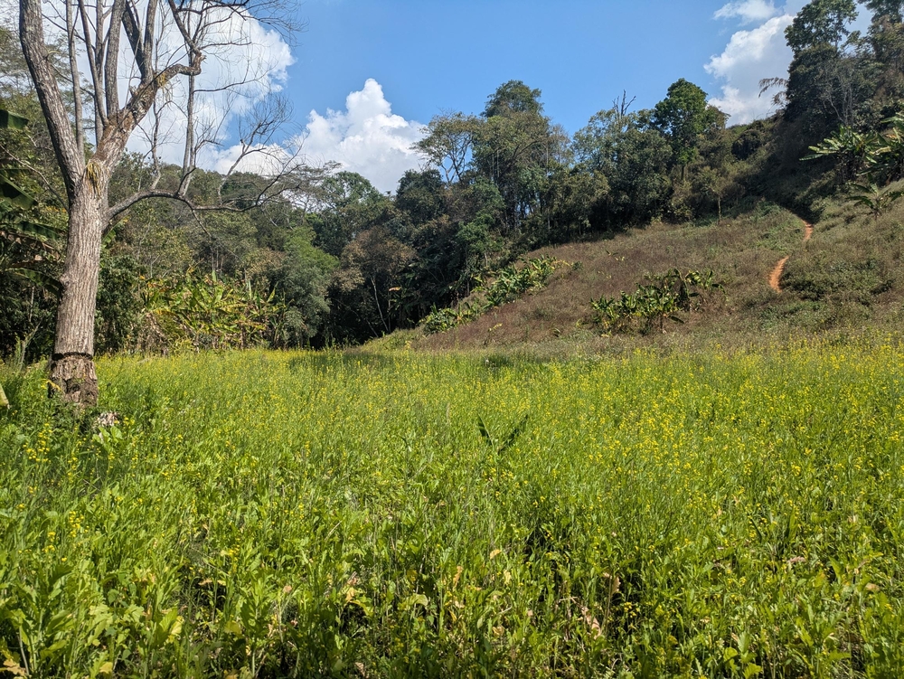 A rice field with a hiking trail in the background.